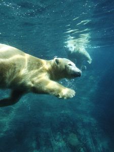 Превью обои белый медведь, плавать, под водой