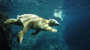 Превью обои белый медведь, плавать, под водой