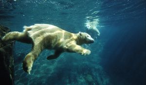 Превью обои белый медведь, плавать, под водой