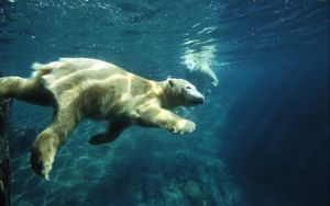 Превью обои белый медведь, плавать, под водой