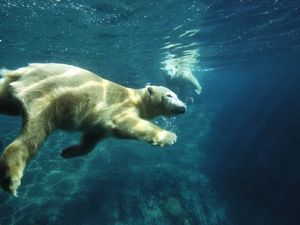 Превью обои белый медведь, плавать, под водой