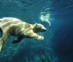 Превью обои белый медведь, плавать, под водой