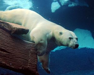 Превью обои белый медведь, подводный, плавать, большой