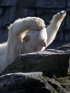 Превью обои белый медведь, полярный медведь, лежать, игривый