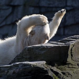 Превью обои белый медведь, полярный медведь, лежать, игривый