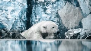 Превью обои белый медведь, полярный медведь, медведь, вода