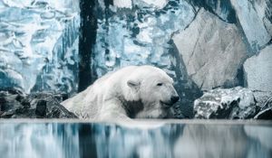 Превью обои белый медведь, полярный медведь, медведь, вода