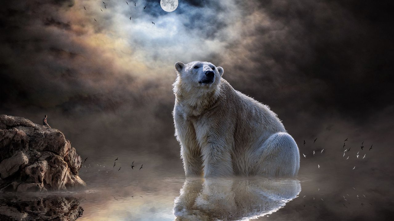 Обои белый медведь, полярный медведь, океан, отражение, млекопитающее