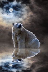 Превью обои белый медведь, полярный медведь, океан, отражение, млекопитающее