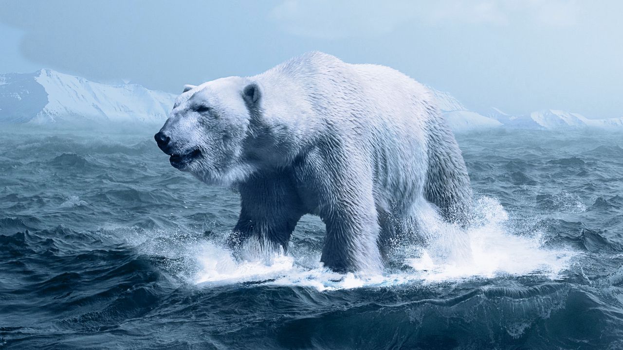 Обои белый медведь, полярный медведь, океан, фотошоп, волны