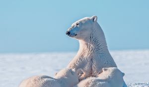 Превью обои белый медведь, полярный медведь, снег, детеныши, забота