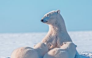 Превью обои белый медведь, полярный медведь, снег, детеныши, забота