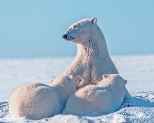 Превью обои белый медведь, полярный медведь, снег, детеныши, забота