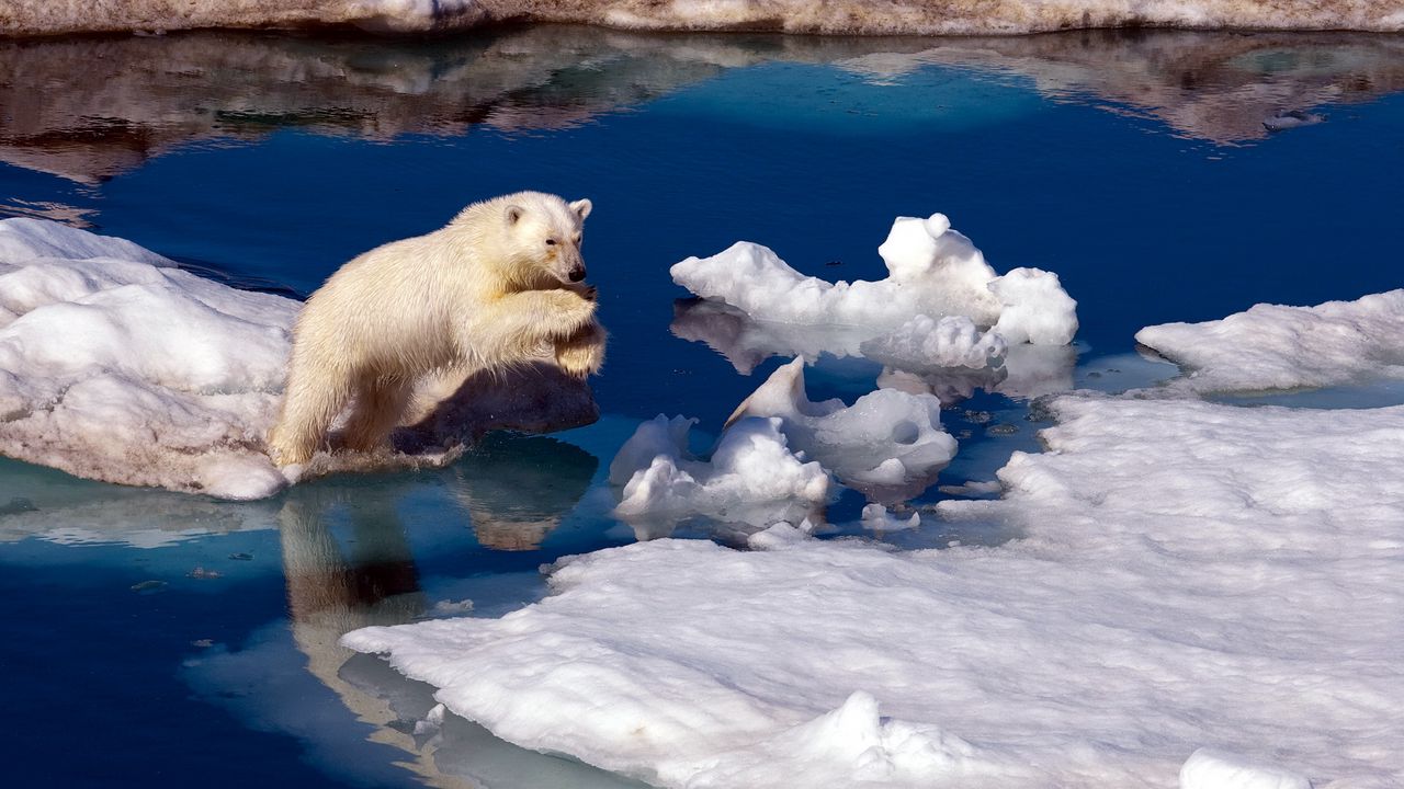 Обои белый медведь, снег, антарктида, вода