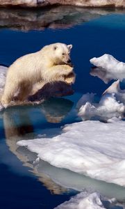 Превью обои белый медведь, снег, антарктида, вода