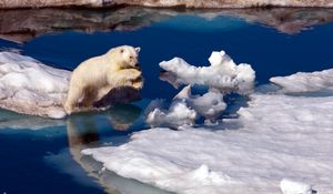 Превью обои белый медведь, снег, антарктида, вода