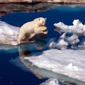 Превью обои белый медведь, снег, антарктида, вода