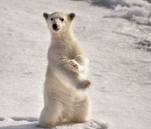Превью обои белый медведь, снег, лед, на двух лапах, полярный