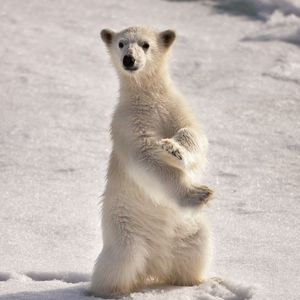 Превью обои белый медведь, снег, лед, на двух лапах, полярный
