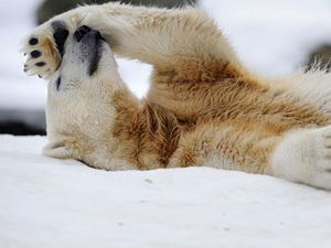 Превью обои белый медведь, снег, лежать, отдых