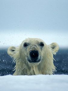 Превью обои белый медведь, снег, мокрый, вода