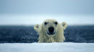 Превью обои белый медведь, снег, мокрый, вода