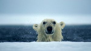 Превью обои белый медведь, снег, мокрый, вода