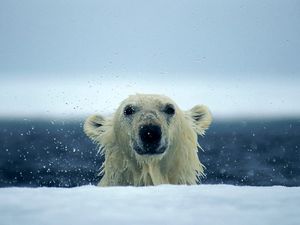 Превью обои белый медведь, снег, мокрый, вода