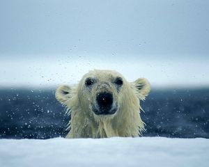 Превью обои белый медведь, снег, мокрый, вода