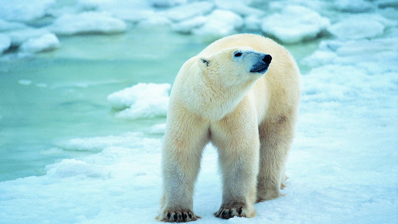 Обои белый медведь, снег, прогулка, антарктида
