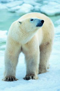 Превью обои белый медведь, снег, прогулка, антарктида