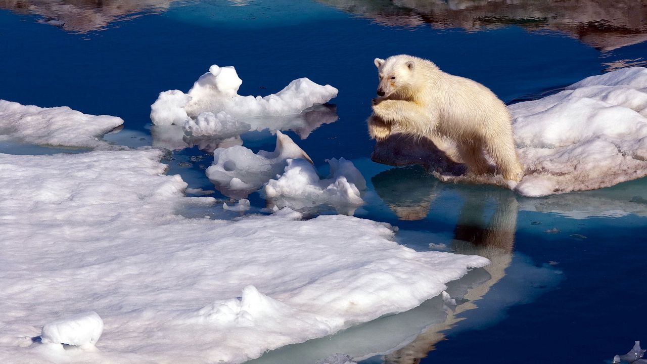 Обои белый медведь, снег, прыжок, вода, льдины
