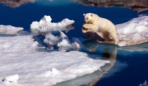 Превью обои белый медведь, снег, прыжок, вода, льдины