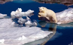 Превью обои белый медведь, снег, прыжок, вода, льдины