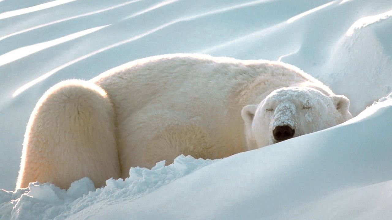 Обои белый медведь, снег, сон, толстый