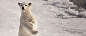 Превью обои белый медведь, снег, зима, стоять, поза, удивление