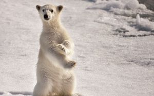 Превью обои белый медведь, снег, зима, стоять, поза, удивление