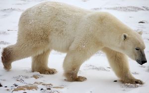 Превью обои белый медведь, снег, зима