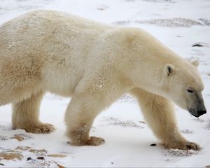 Превью обои белый медведь, снег, зима