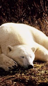 Превью обои белый медведь, трава, лежать, сон