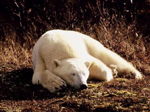 Превью обои белый медведь, трава, лежать, сон