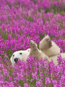 Превью обои белый медведь, цветы, лежать, детеныш