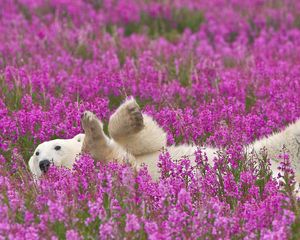 Превью обои белый медведь, цветы, лежать, детеныш