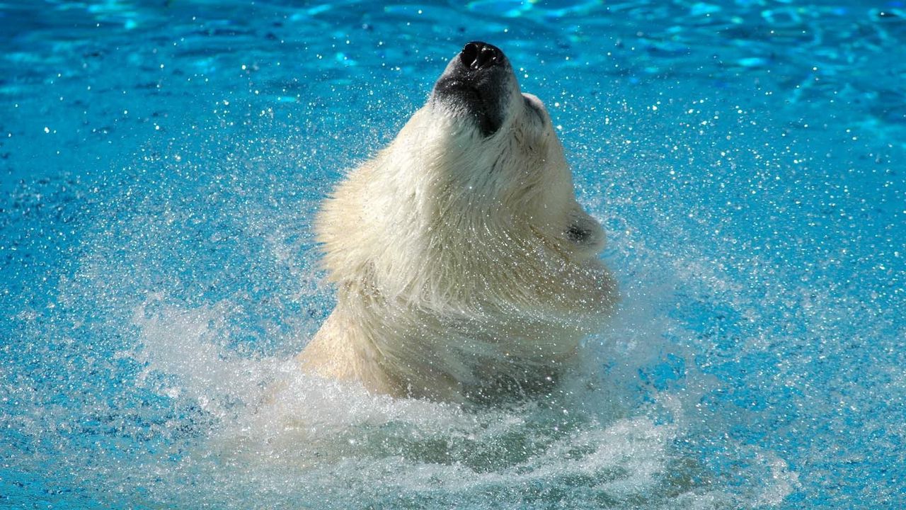 Обои белый медведь, вода, прыжок, морда