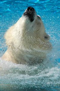 Превью обои белый медведь, вода, прыжок, морда