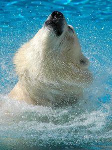Превью обои белый медведь, вода, прыжок, морда