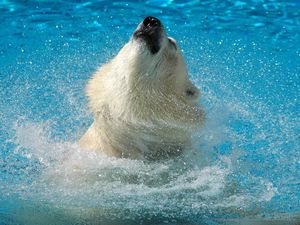 Превью обои белый медведь, вода, прыжок, морда