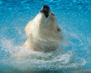 Превью обои белый медведь, вода, прыжок, морда