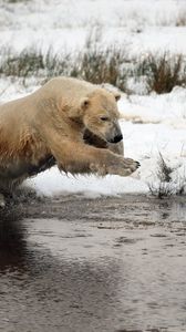 Превью обои белый медведь, вода, река, трава
