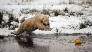 Превью обои белый медведь, вода, река, трава